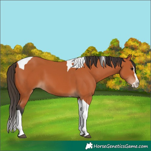 Horse Color:Unknown 