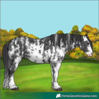 Horse Color:Black Sabino 