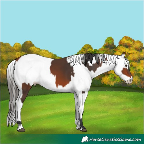 Horse Color:Bay Rabicano and White Spotted Bay Rabicano