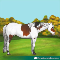 Horse Color:Bay Rabicano  and White Spotted Bay Rabicano 