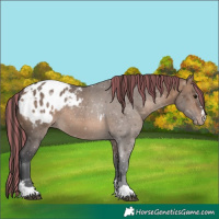 Horse Color:Painted Brown Dun Appaloosa Rabicano 