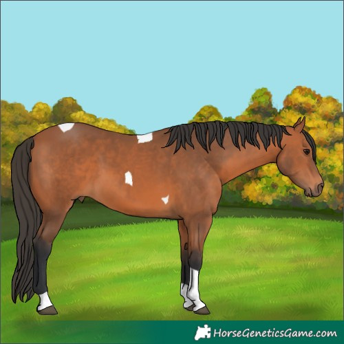 Horse Color:Bay Tobiano 