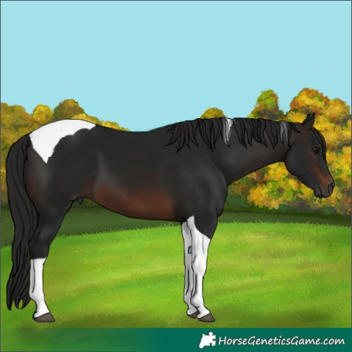 Horse Color:Gray Brown Tobiano 