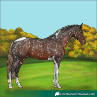 Horse Color:Liver Chestnut Tobiano Appaloosa 