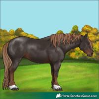 Horse Color:Liver Chestnut 