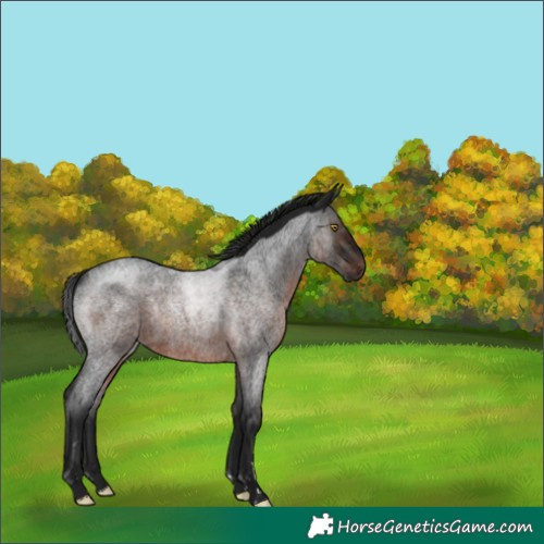 Horse Color:Gray Brown Roan Rabicano 