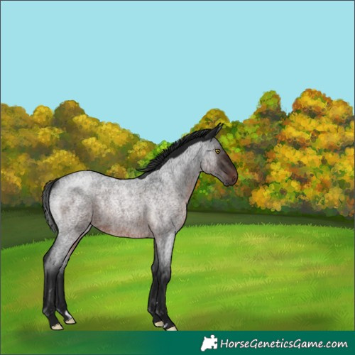 Horse Color:Gray Brown Roan Rabicano 