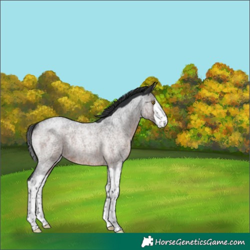 Horse Color:Brown Roan Splash Rabicano 