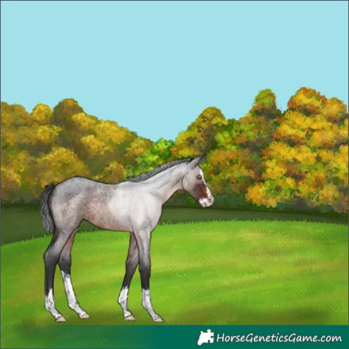 Horse Color:Brown Roan Splash Rabicano 