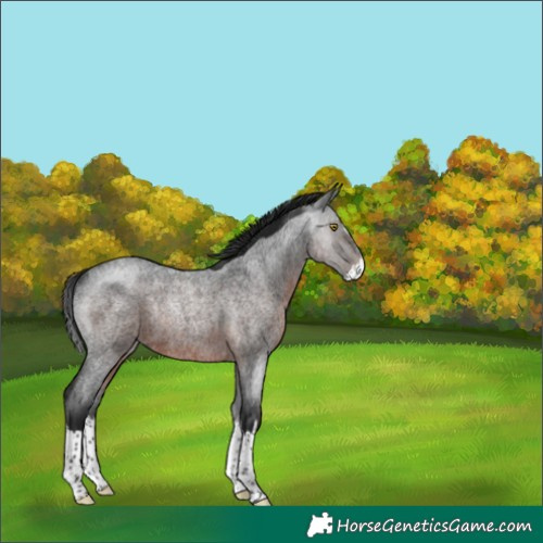 Horse Color:Gray Brown Roan Splash Rabicano 