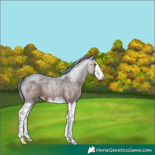 Horse Color:Gray Brown Roan Splash Rabicano 