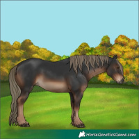 Horse Color:Gray Liver Chestnut Mushroom Rabicano 