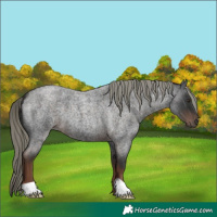 Horse Color:Liver Red Roan Mushroom 