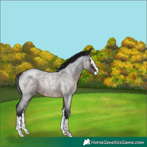 Horse Color:Gray Brown Roan Splash Rabicano 