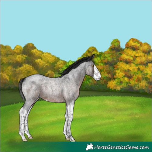 Horse Color:Gray Brown Roan Splash Rabicano 