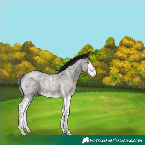 Horse Color:Gray Brown Roan Splash Rabicano 