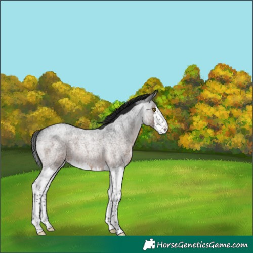 Horse Color:Gray Brown Roan Splash Rabicano 