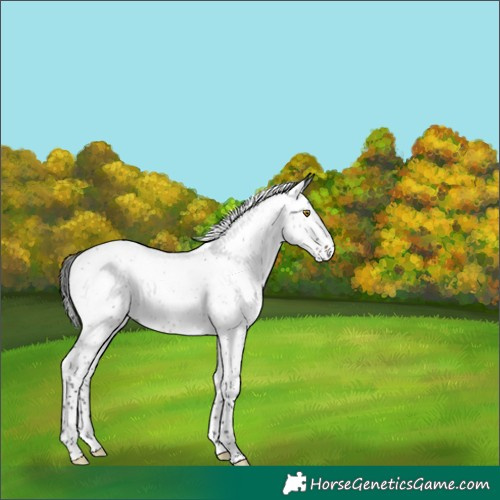 Horse Color:Gray Brown Roan Splash Rabicano 