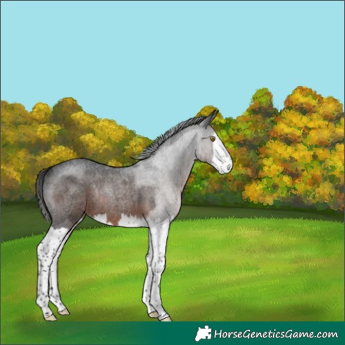 Horse Color:Gray Brown Roan Splash Rabicano 