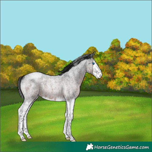 Horse Color:Gray Brown Roan Splash Rabicano 