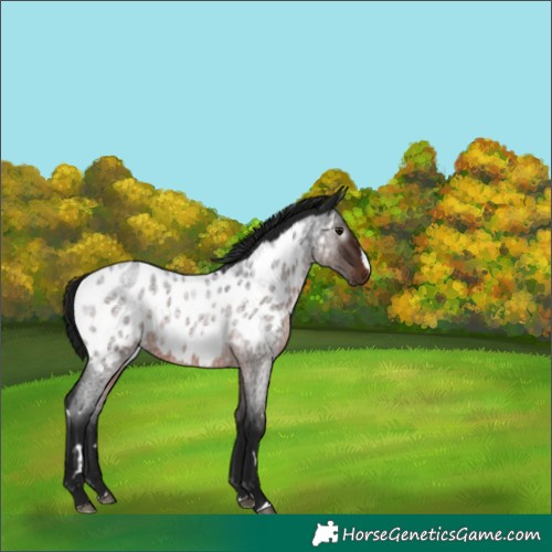 Horse Color:Gray White Spotted Brown Roan Splash Appaloosa Rabicano 