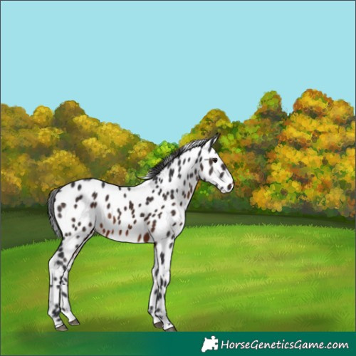 Horse Color:Brown Appaloosa Rabicano 