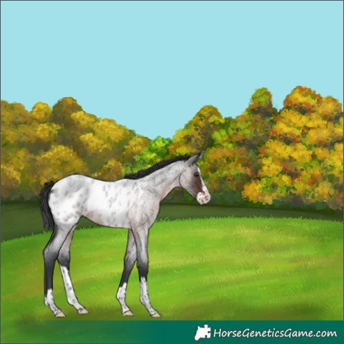 Horse Color:Brown Roan Splash Blanket Rabicano 