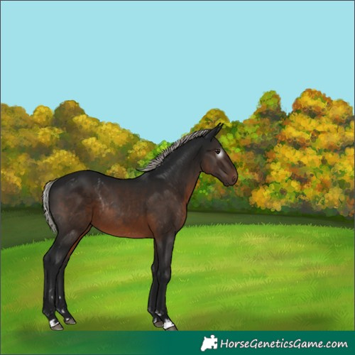 Horse Color:Gray Silver Brown Rabicano 