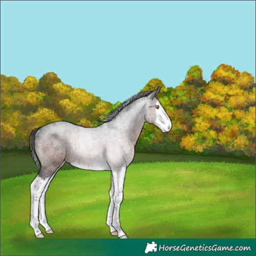 Horse Color:Gray Bay Roan Splash Rabicano 