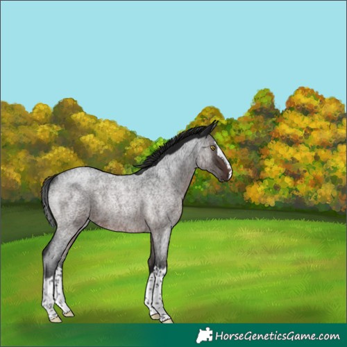 Horse Color:Gray Brown Roan Splash Rabicano 