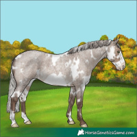 Horse Color:White Spotted Silver Grullo Roan Frame Varnish