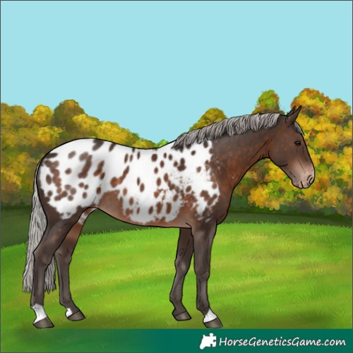 Horse Color:Silver Brown Blanket 