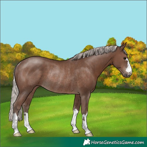 Horse Color:Silver Black Rabicano 