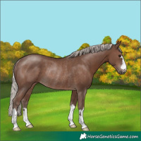 Horse Color:Silver Black Rabicano 