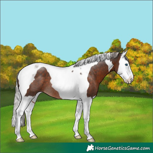 Horse Color:Silver Brown Splash Tobiano Rabicano