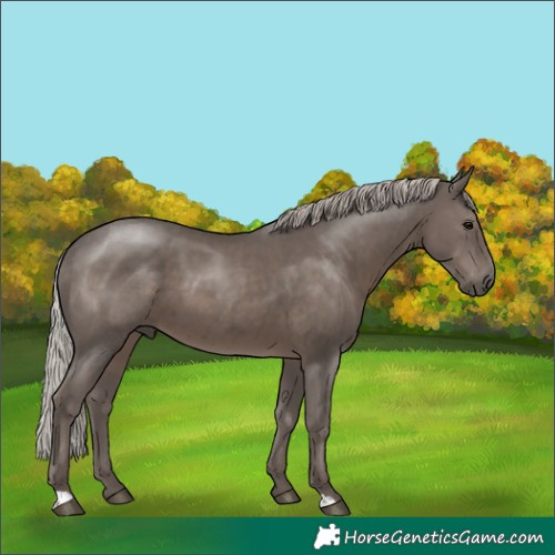 Horse Color:Silver Black