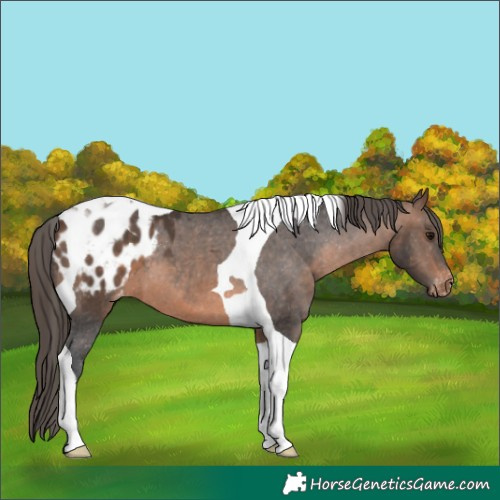 Horse Color:Brown Tobiano Appaloosa 