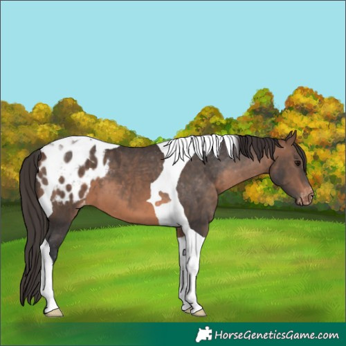 Horse Color:Brown Tobiano Appaloosa