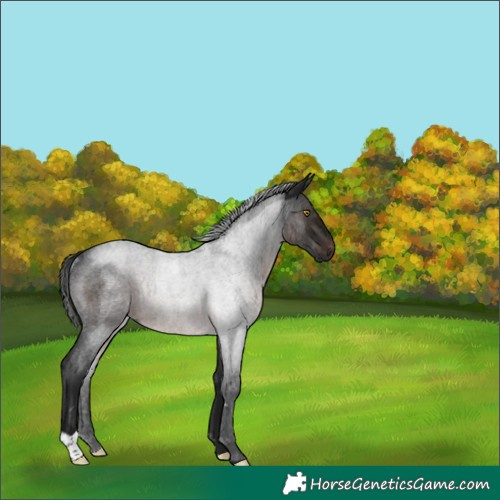 Horse Color:Gray Brown Roan Rabicano 