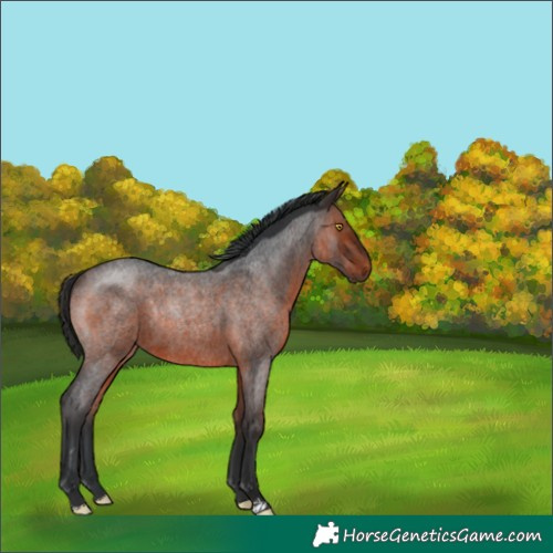 Horse Color:Brown Roan Rabicano 