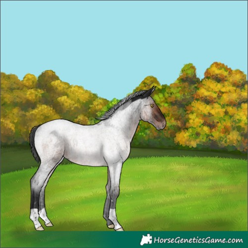 Horse Color:Gray Brown Roan Rabicano 