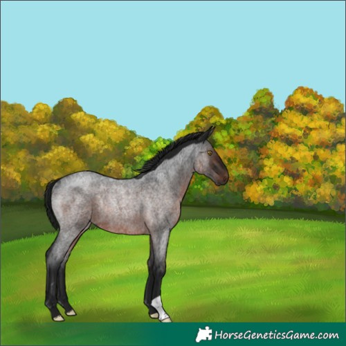 Horse Color:Gray Brown Roan Rabicano 