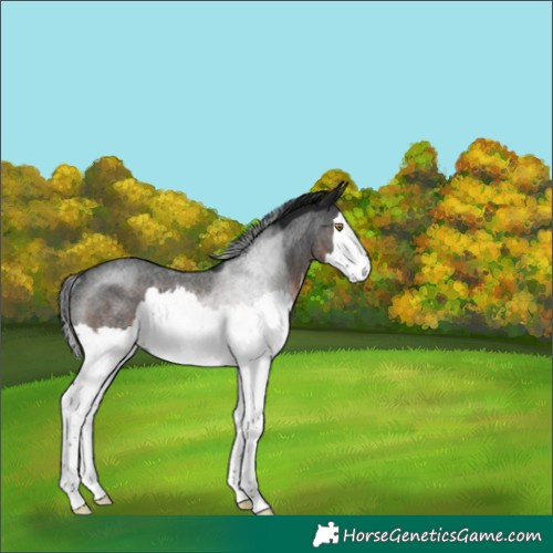 Horse Color:Gray Brown Roan Splash Rabicano 