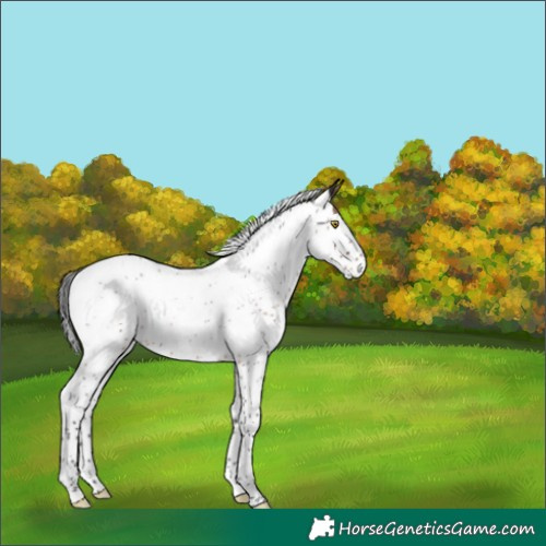 Horse Color:Brown Roan Splash Rabicano