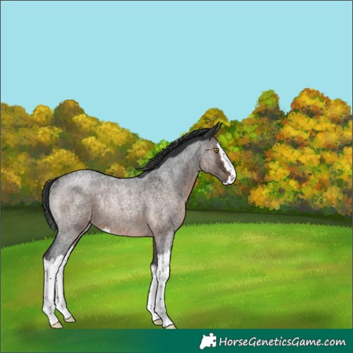 Horse Color:Brown Roan Splash Rabicano 