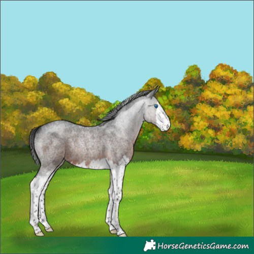 Horse Color:Gray Brown Roan Splash Rabicano 
