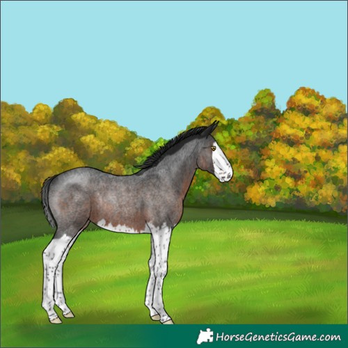 Horse Color:Gray Brown Roan Splash Rabicano 