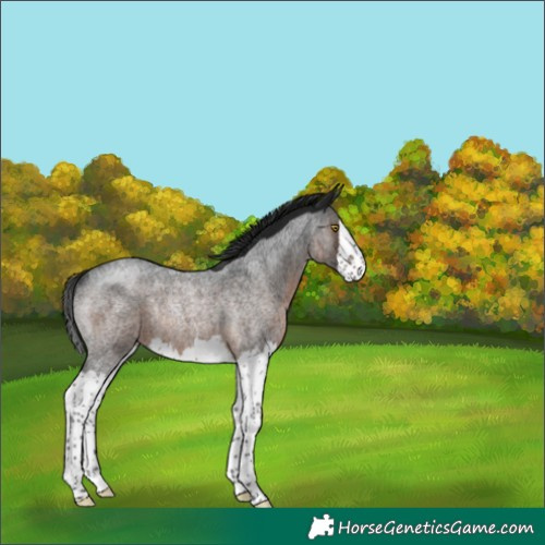 Horse Color:Gray Brown Roan Splash Rabicano 
