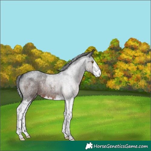 Horse Color:Gray Brown Roan Splash Rabicano 