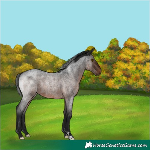 Horse Color:Gray Brown Roan Rabicano 